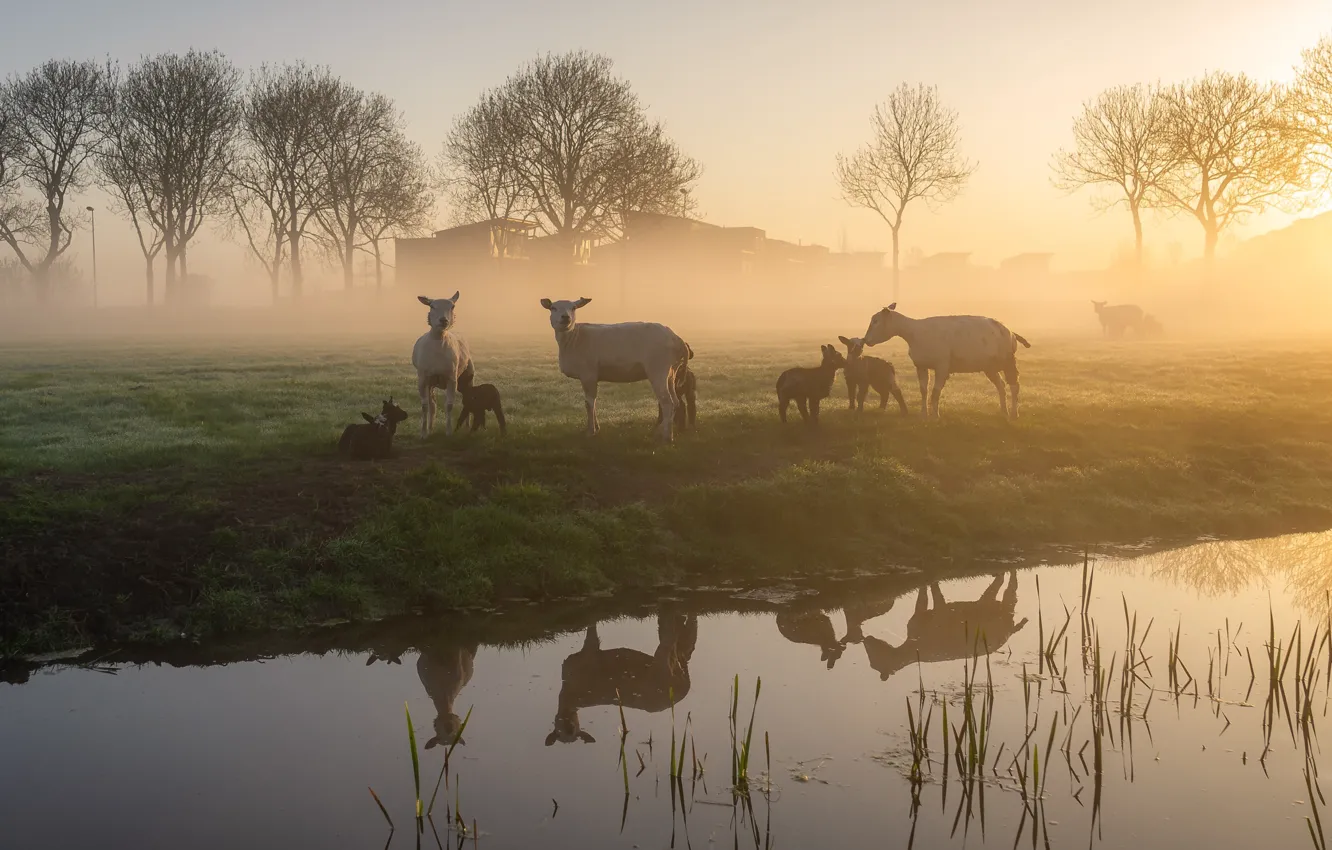 Photo wallpaper water, light, trees, landscape, nature, fog, reflection, river
