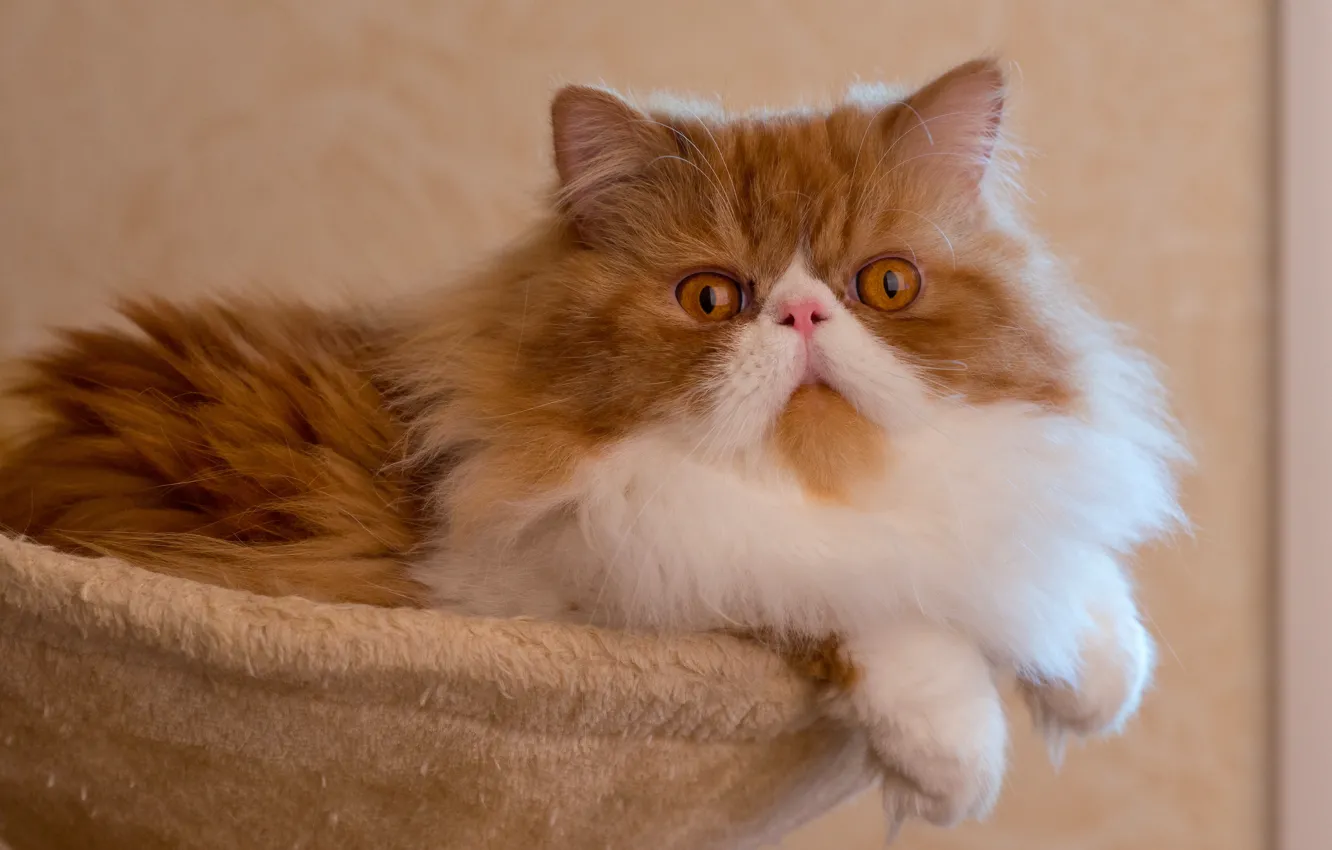 Photo wallpaper cat, posing, pers, fluffy, Persian cat