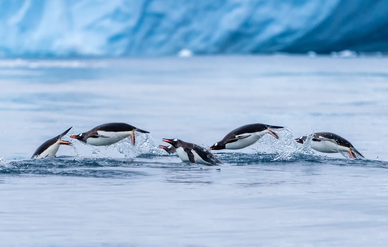 Photo wallpaper ice, winter, water, squirt, nature, pose, rocks, bird