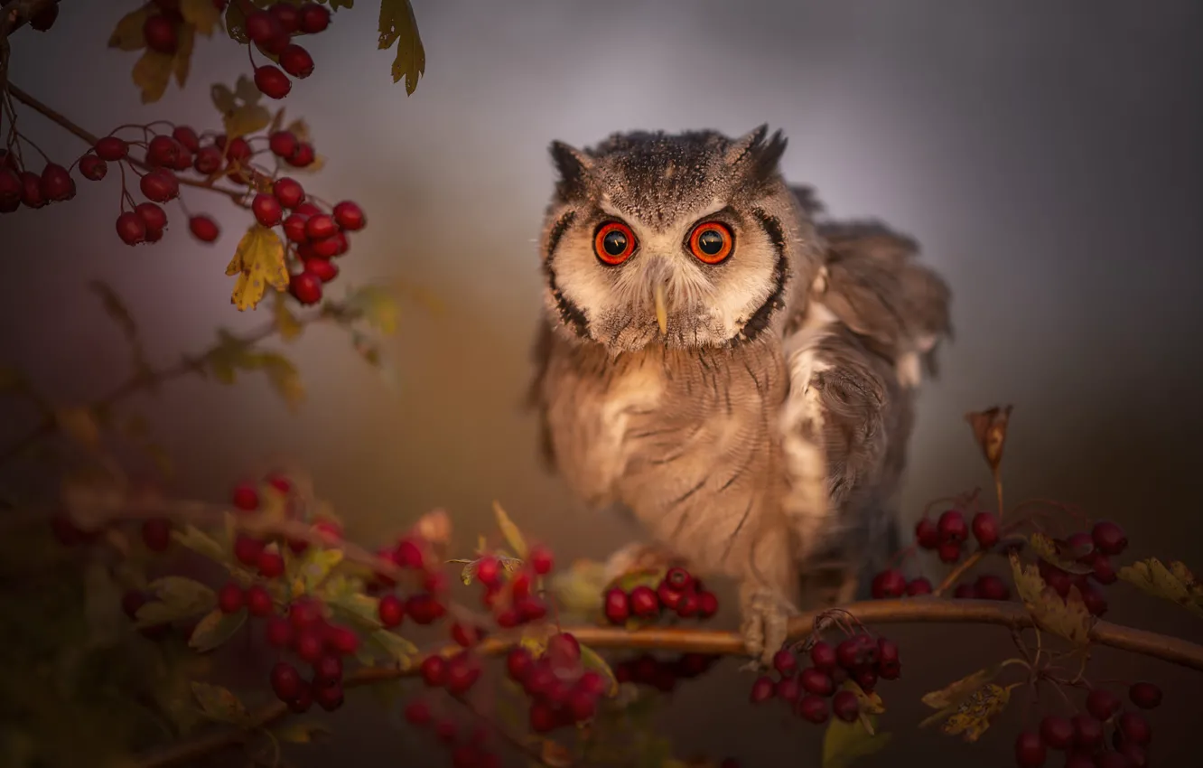 Photo wallpaper leaves, nature, berries, owl, bird, branch, eyes