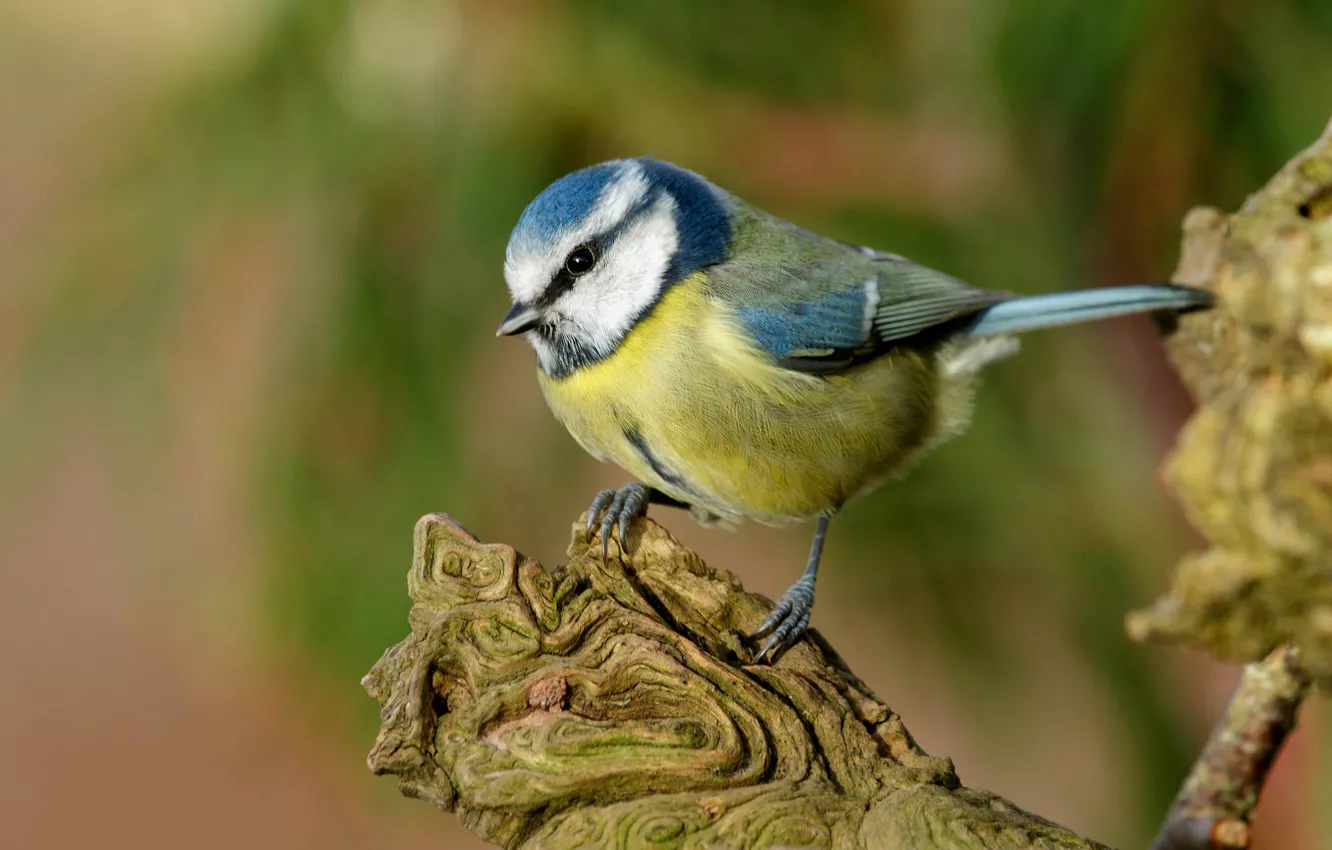 Photo wallpaper look, trees, green, background, bird, bird, titmouse, tit