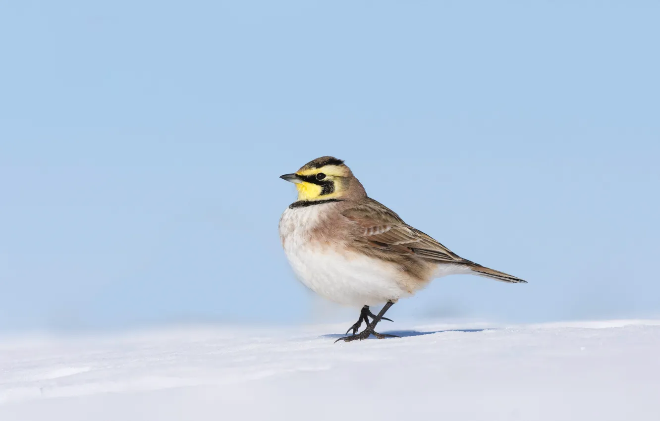Photo wallpaper snow, bird, beak, horned lark