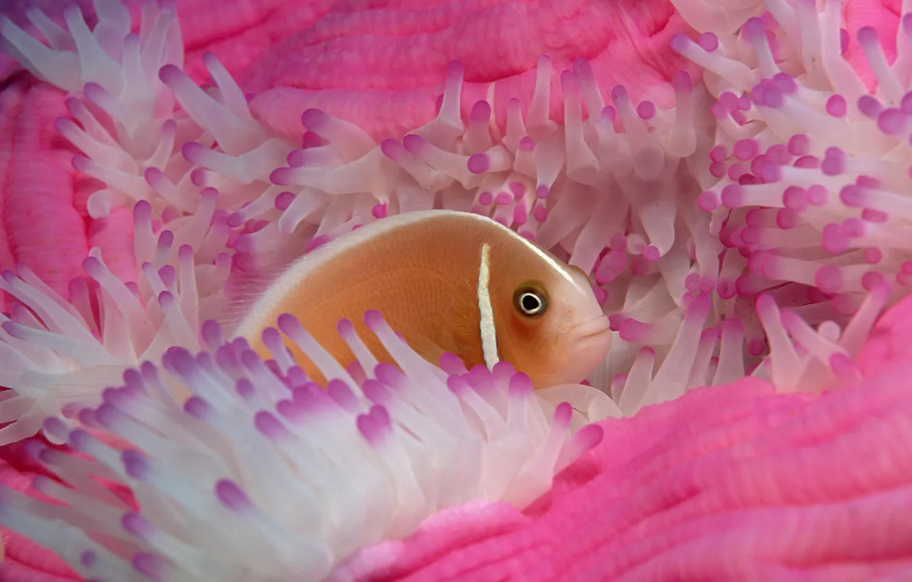 Photo wallpaper sea, fish, fish, hiding, coral