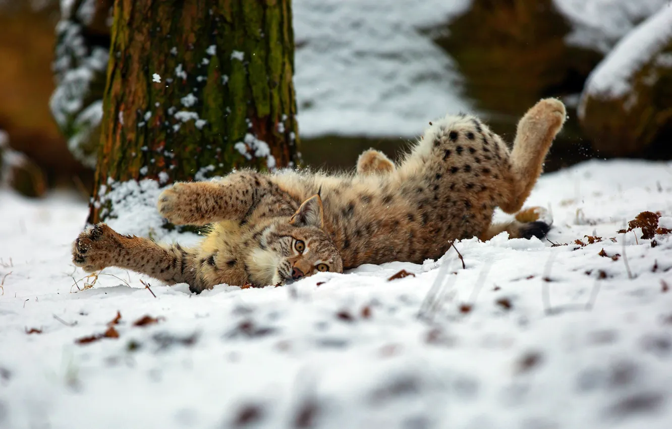 Photo wallpaper winter, forest, cat, look, snow, pose, paws, lies