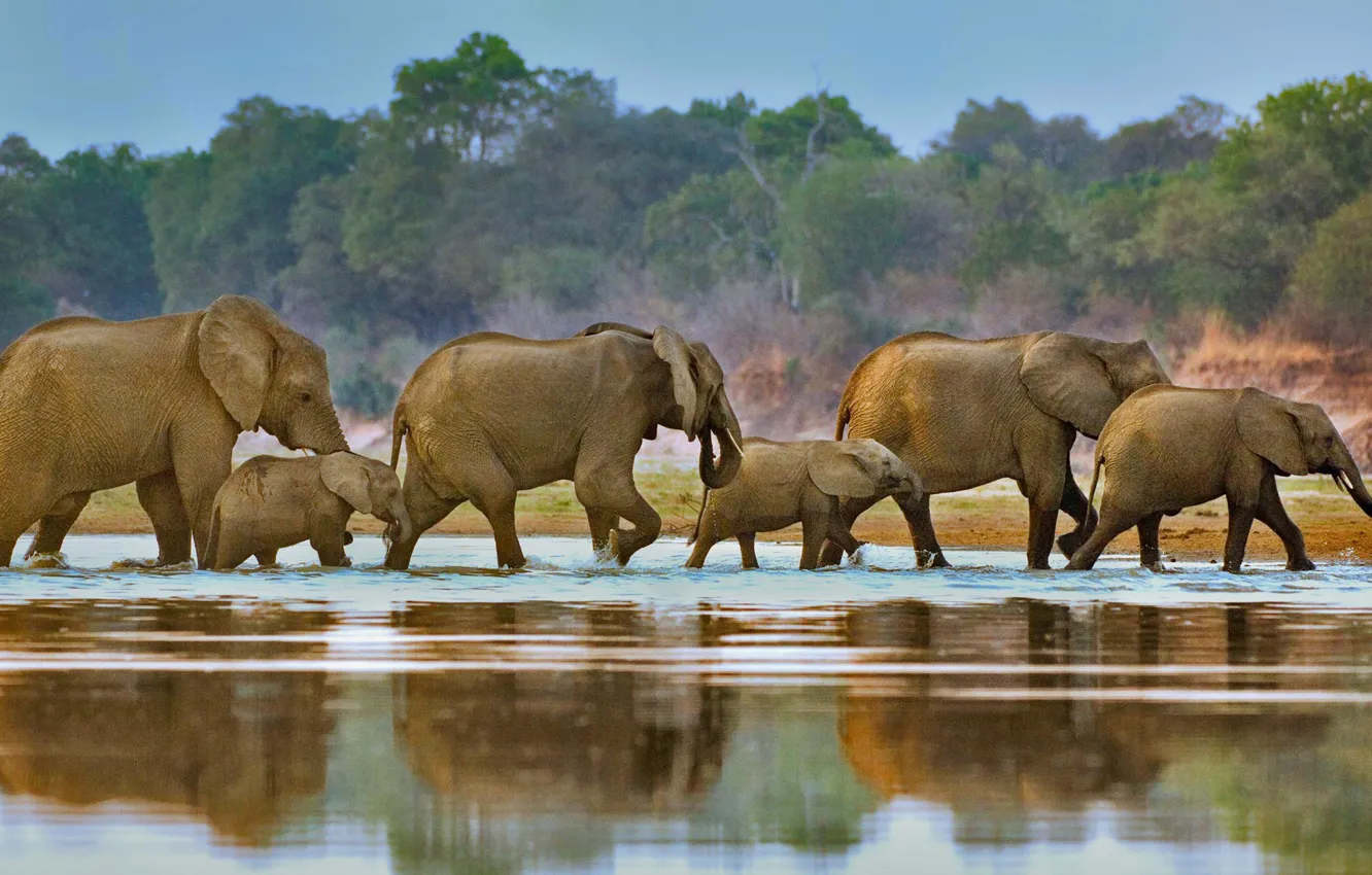 Photo wallpaper river, Africa, elephants, the herd, Luangwa, Zambia