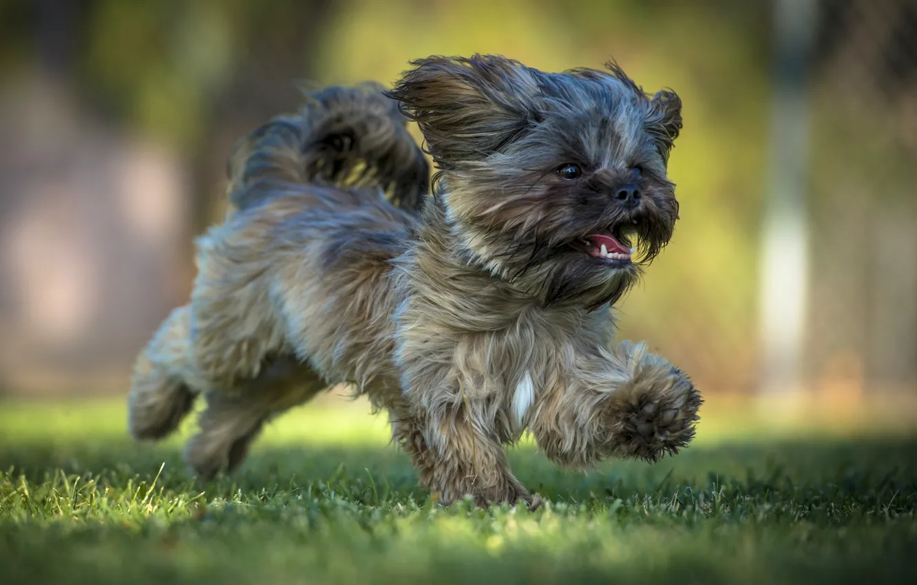 Photo wallpaper dog, running, puppy, walk