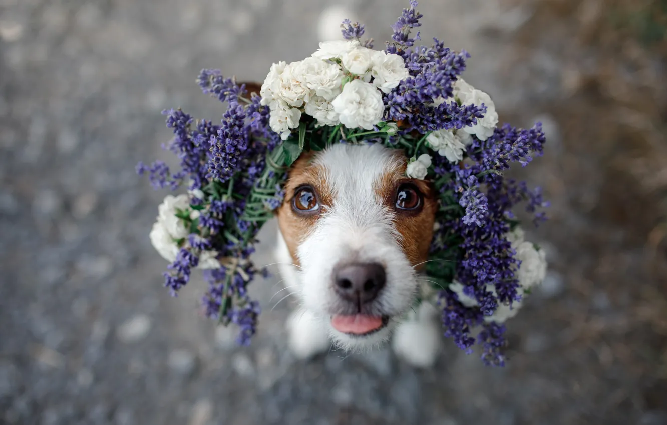 Photo wallpaper road, language, look, flowers, portrait, roses, dog, beauty