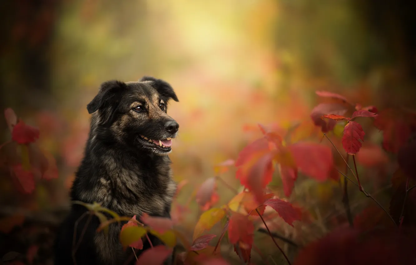 Photo wallpaper autumn, leaves, branches, dog, bokeh