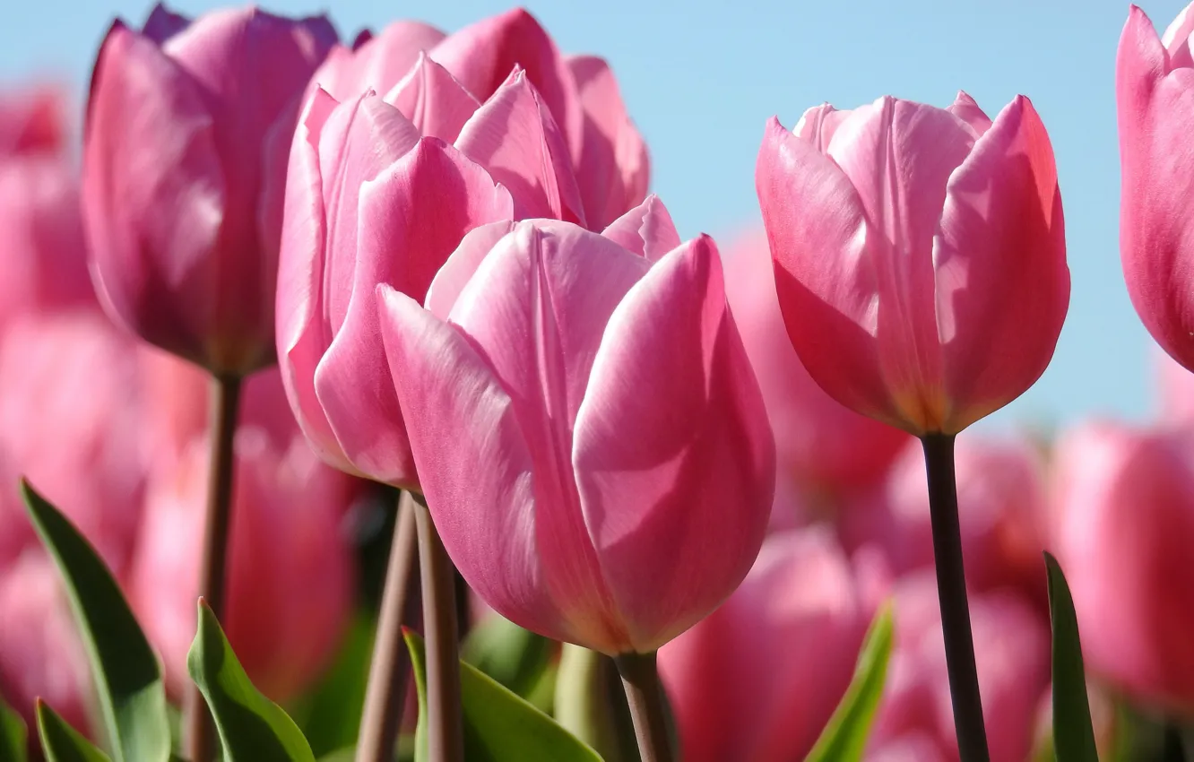Photo wallpaper macro, tulips, pink, buds