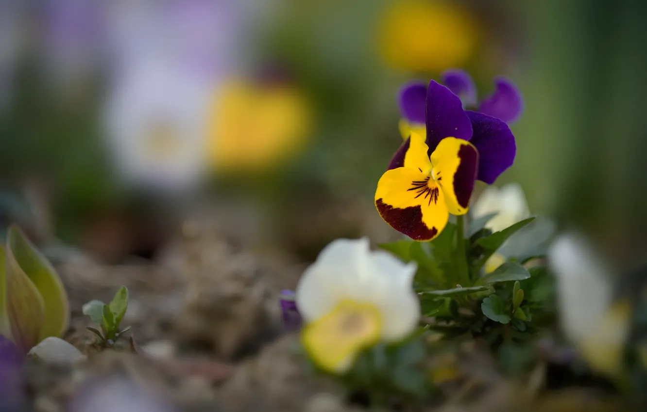 Photo wallpaper flowers, spring, white, Pansy, bokeh, blurred background, viola, yellow-purple