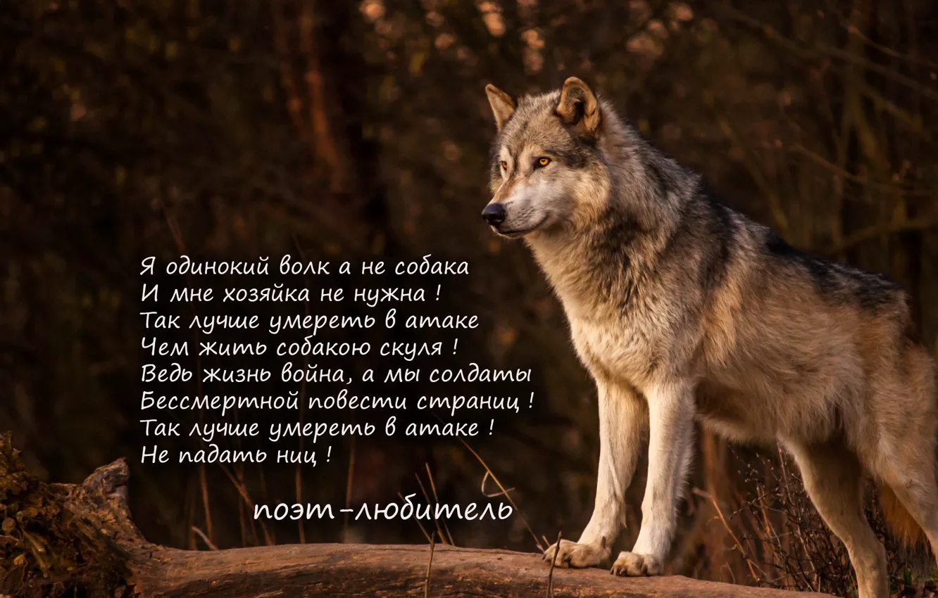 Photo wallpaper animal, wolf, poems