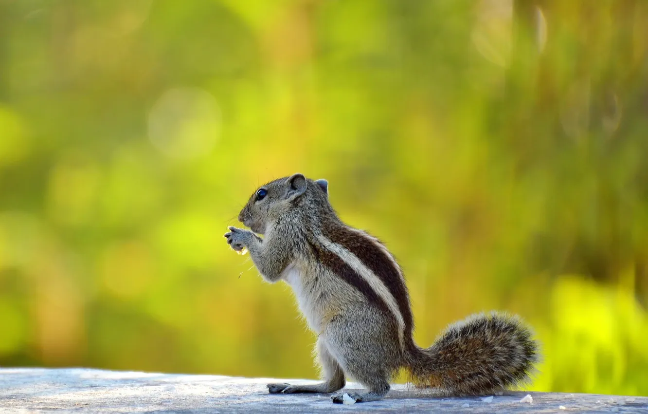 Photo wallpaper background, protein, Chipmunk, bokeh