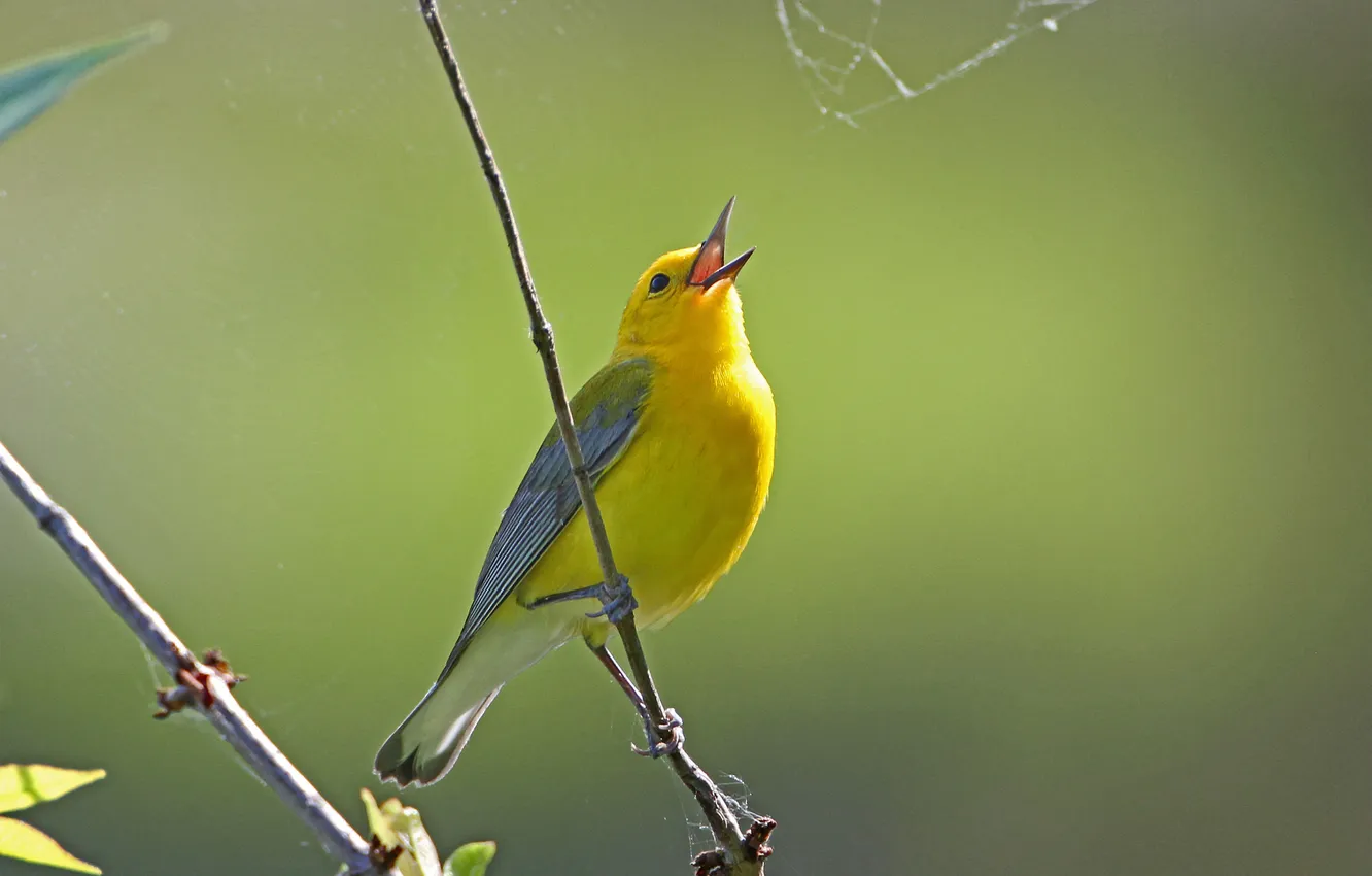 Photo wallpaper bird, web, branch, feathers, beak