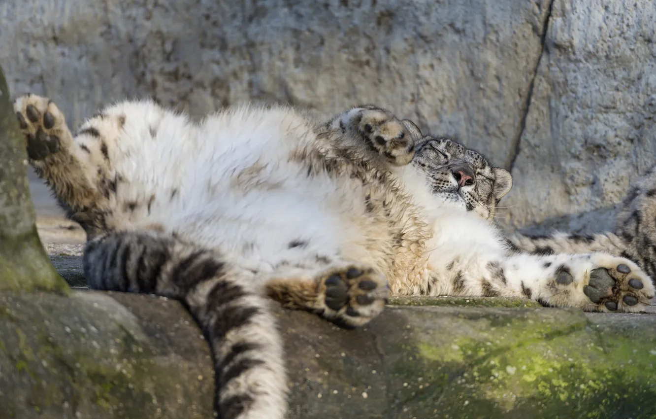 Photo wallpaper cat, stay, stone, IRBIS, snow leopard, ©Tambako The Jaguar