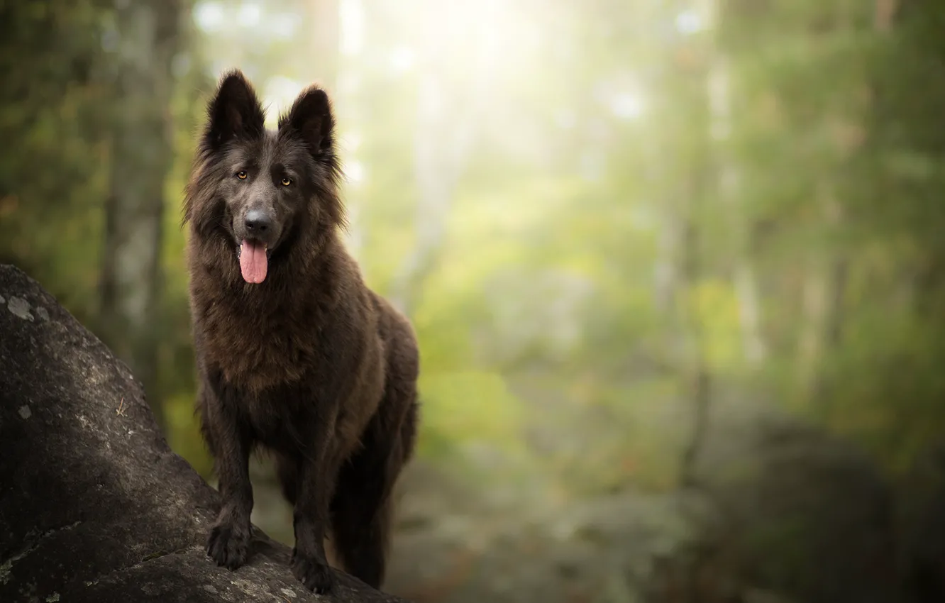 Photo wallpaper forest, dog, bokeh, Belgian shepherd, It