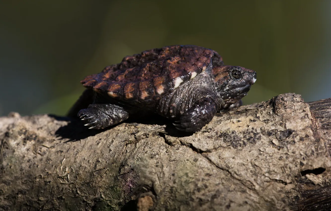 Photo wallpaper background, turtle, log, bug
