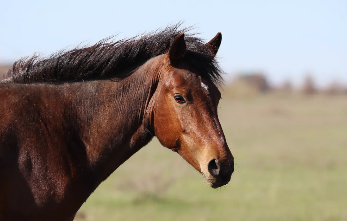 Photo wallpaper look, background, horse, mane