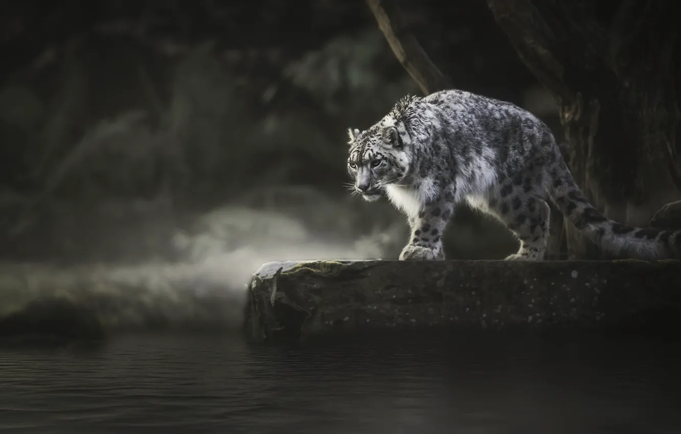 Photo wallpaper IRBIS, snow leopard, pond