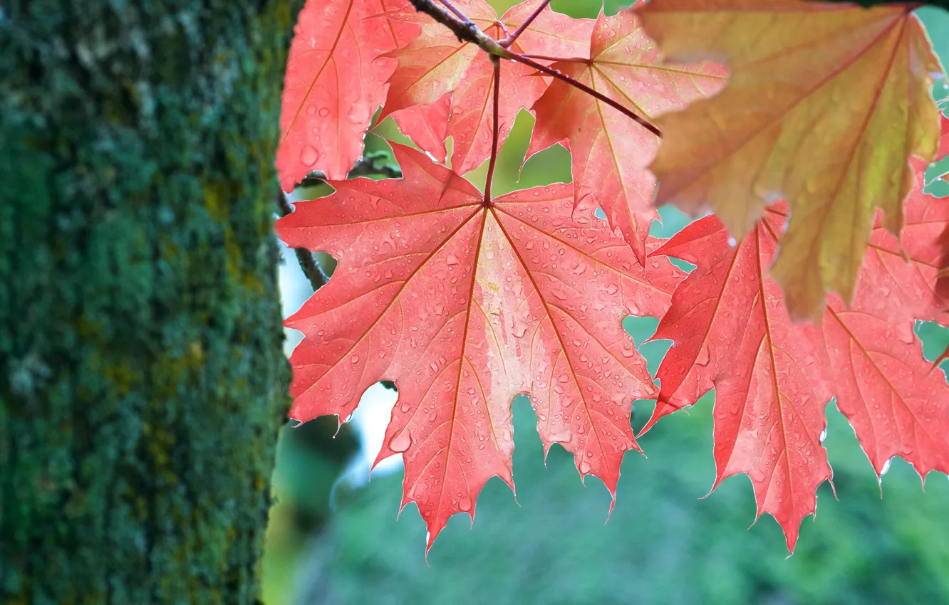 Photo wallpaper autumn, leaves, tree, leaf, trunk, maple, maple leaves, autumn