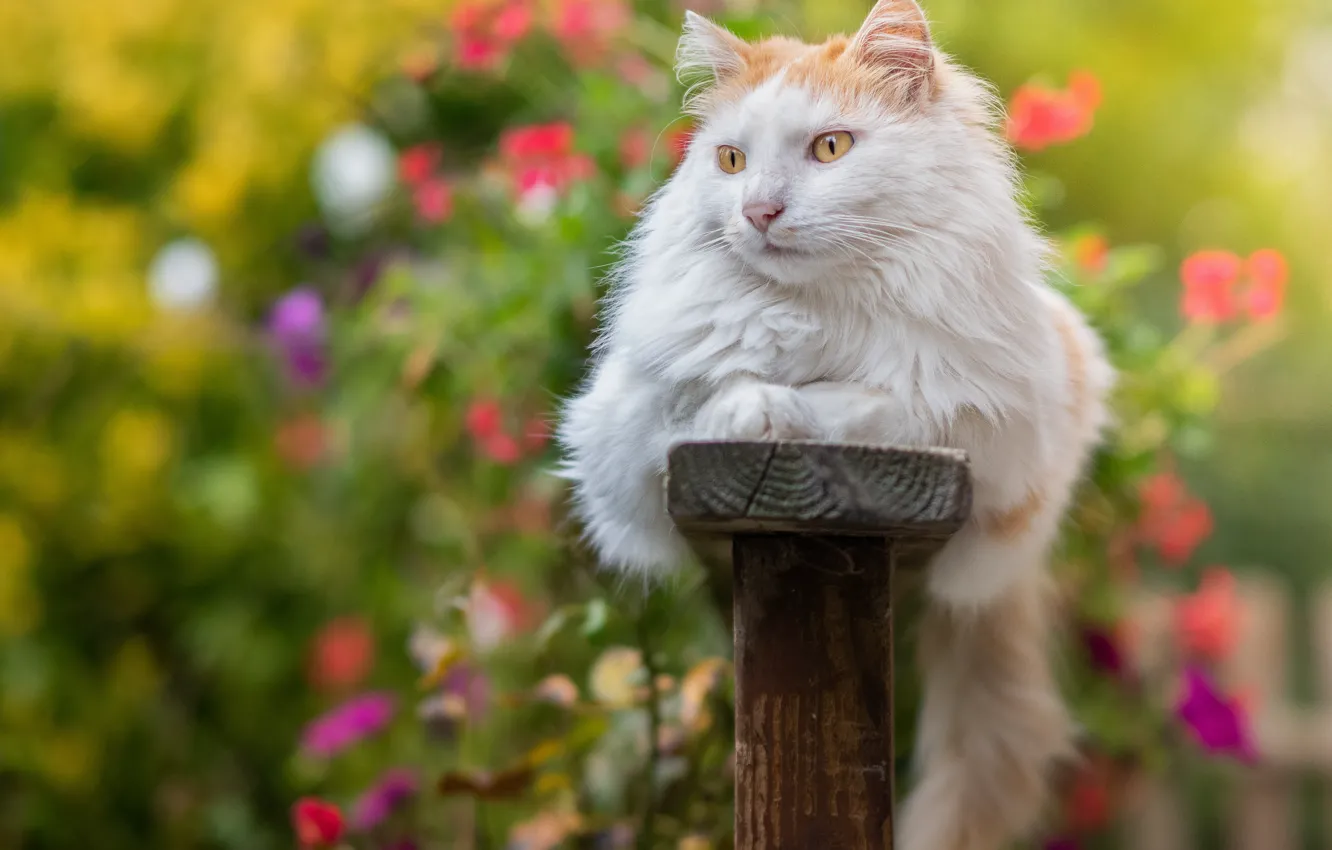 Photo wallpaper cat, white, cat, look, flowers, bench, pose, garden