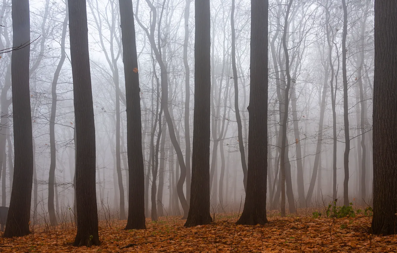 Photo wallpaper autumn, forest, trees, branches, fog, foliage, trunk