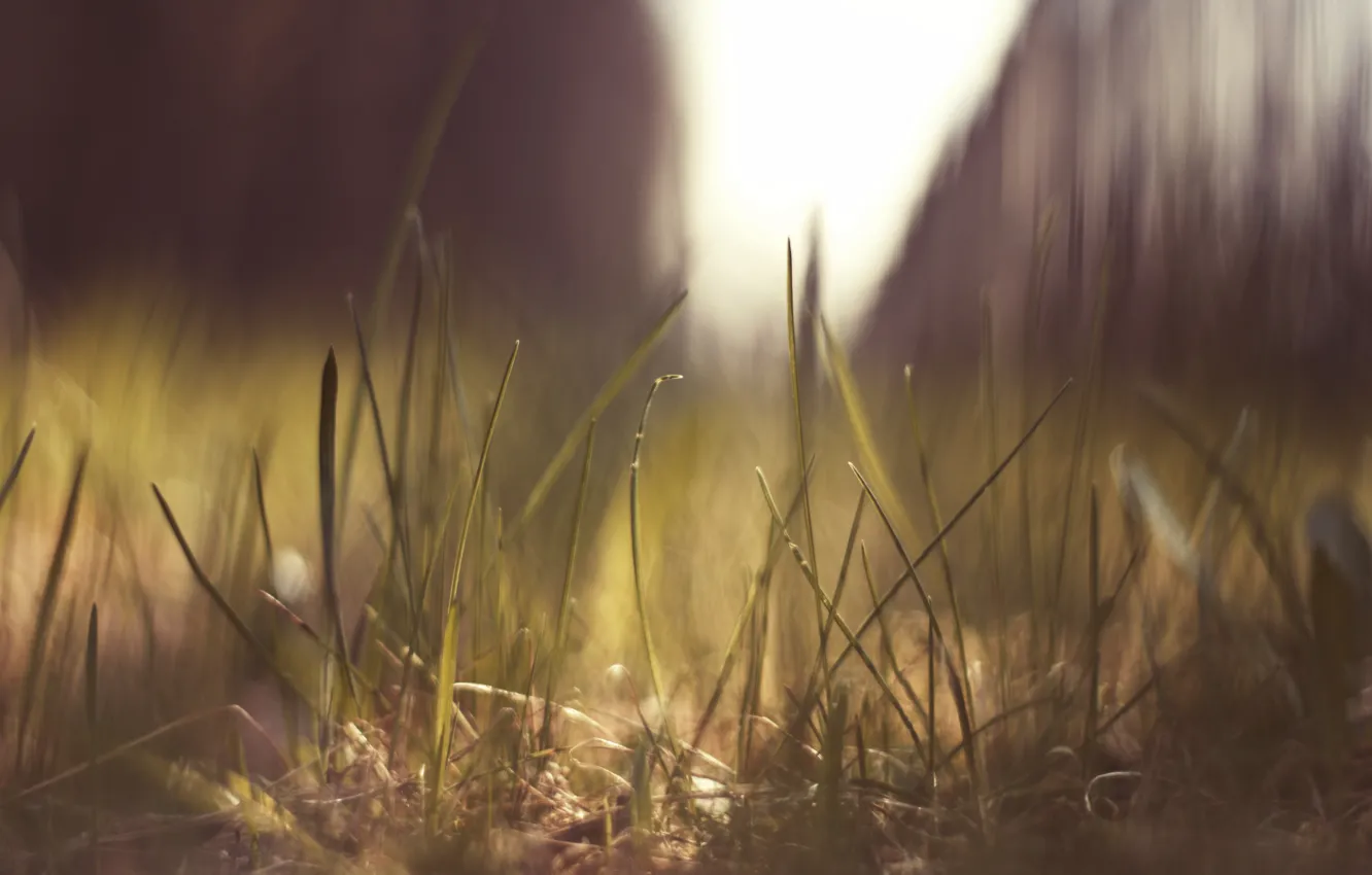 Photo wallpaper grass, the sun, macro, nature, glare, earth, macro