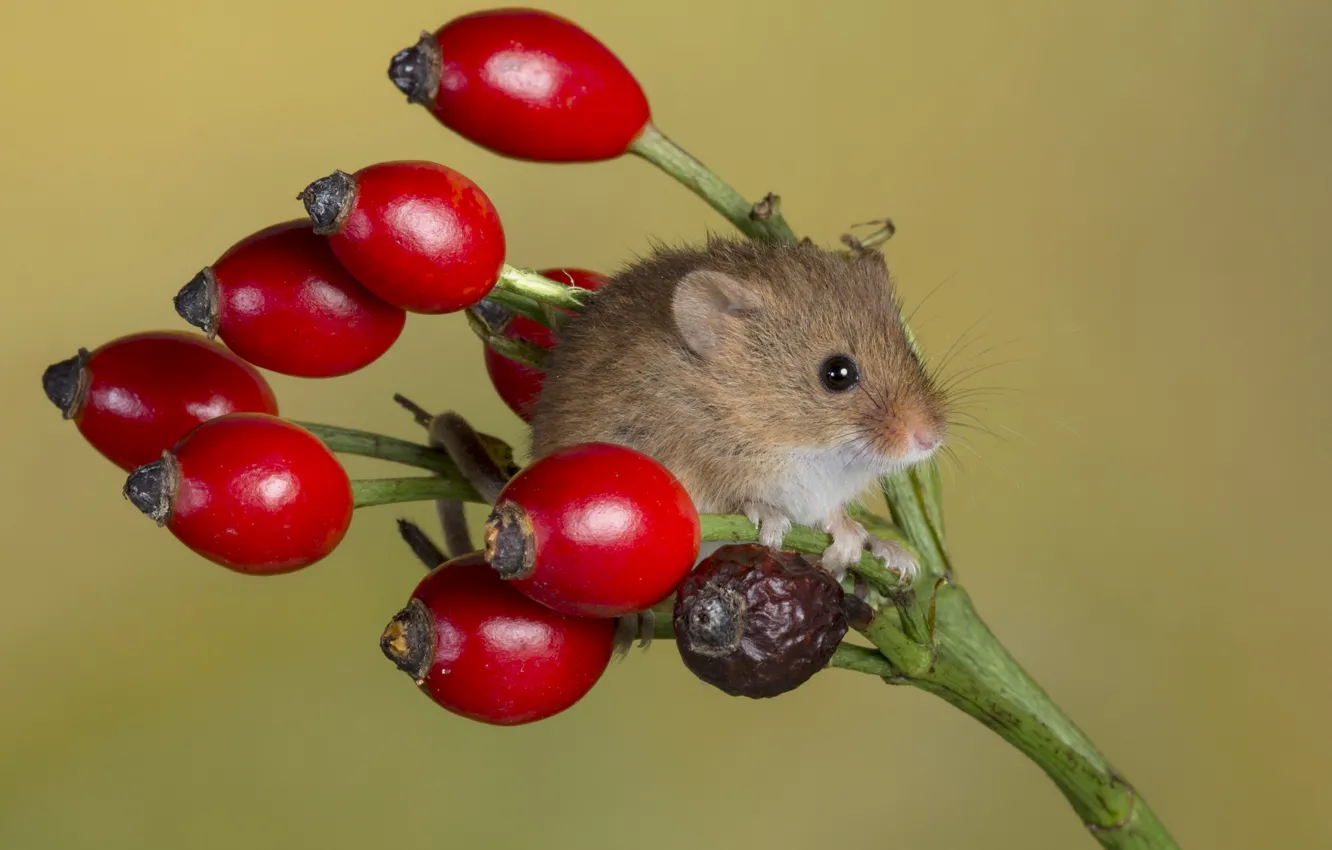 Photo wallpaper mouse, briar, baby