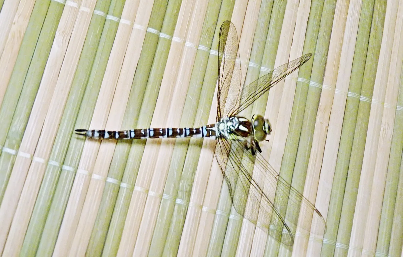 Photo wallpaper summer, dragonfly, insect