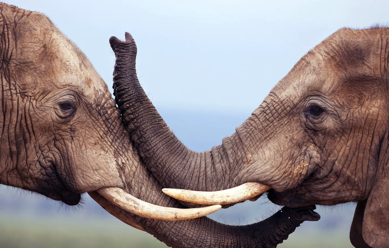 Photo wallpaper animals, nature, elephant, wildlife, animal themes, mom