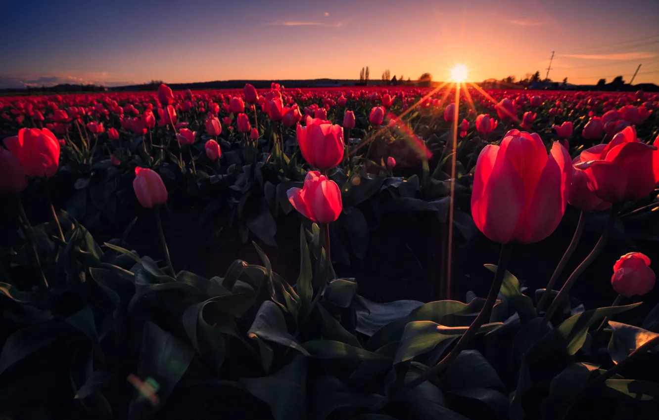 Photo wallpaper field, the sky, rays, sunset, flowers, meadow, tulips
