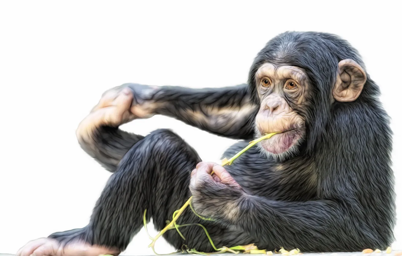 Photo wallpaper monkey, Photoshop, chimpanzees