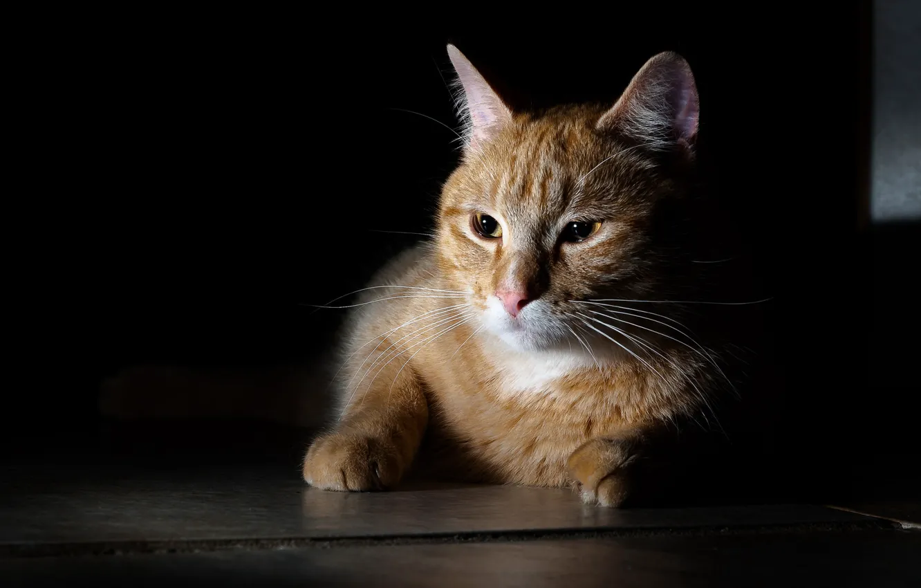Photo wallpaper cat, cat, darkness, dark, floor, lies, red, twilight