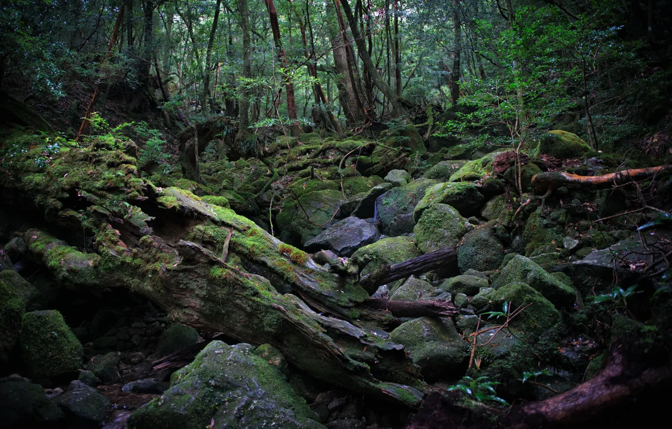 Photo wallpaper forest, trees, nature, stones, moss, Japan, the Yakushima island
