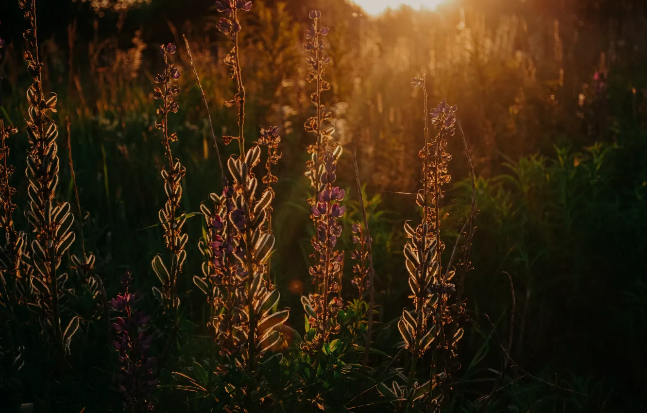 Photo wallpaper sunset, flowers, nature, dawn, plant, the evening, close-up, nature