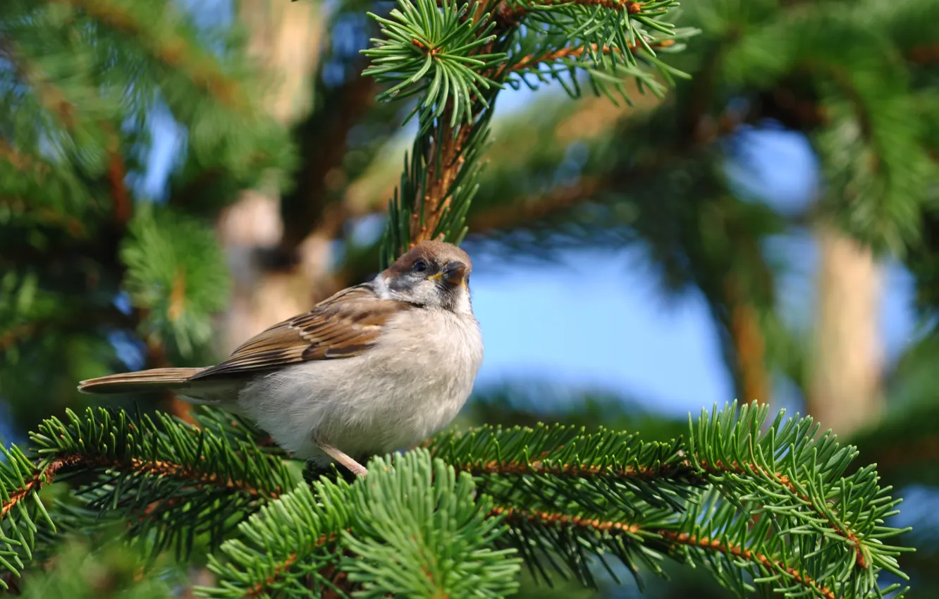 Photo wallpaper nature, bird, spruce, branch, Sparrow, sitting