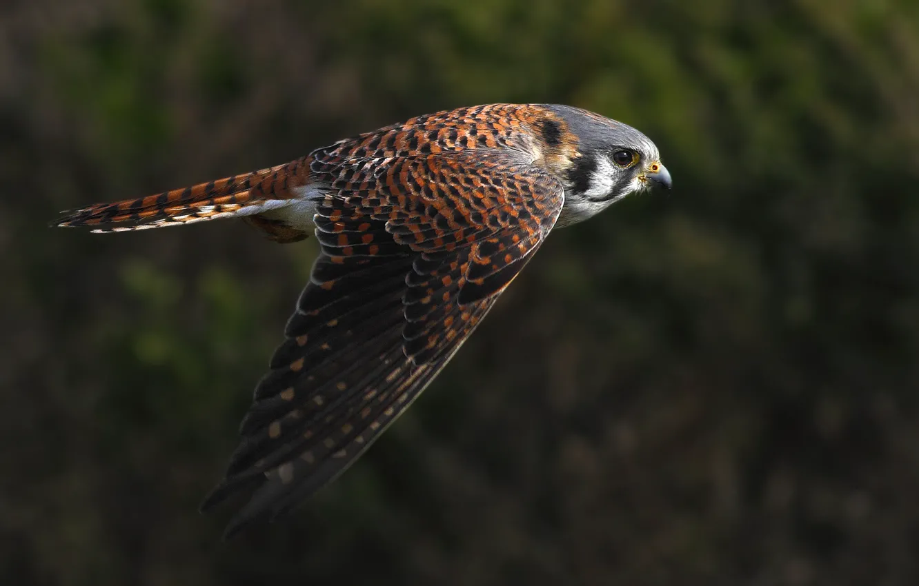 Photo wallpaper flight, bird, wings, stroke, Kestrel