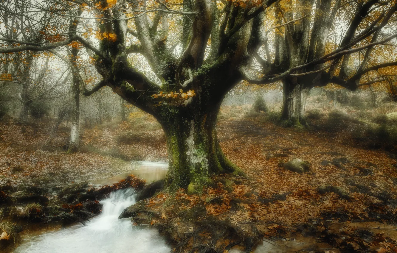 Photo wallpaper autumn, tree, river