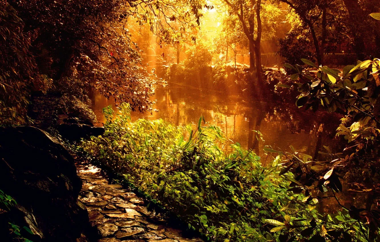 Photo wallpaper forest, landscape, river, path, the sun's rays