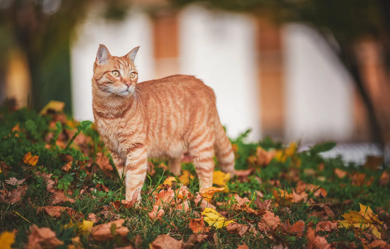 Photo wallpaper autumn, cat, look, leaves, red cat