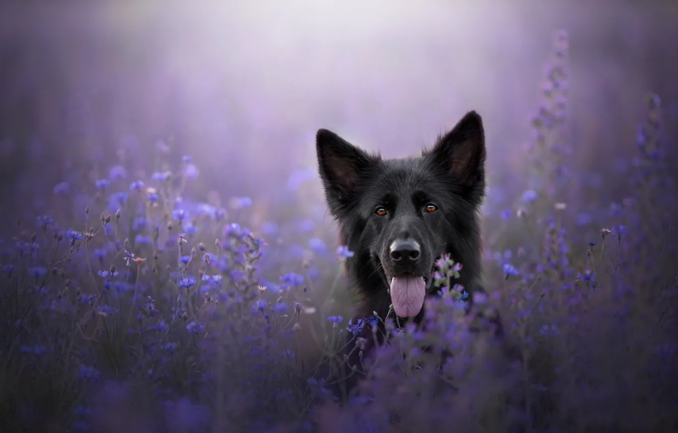 Photo wallpaper language, look, face, flowers, blue, nature, pose, black