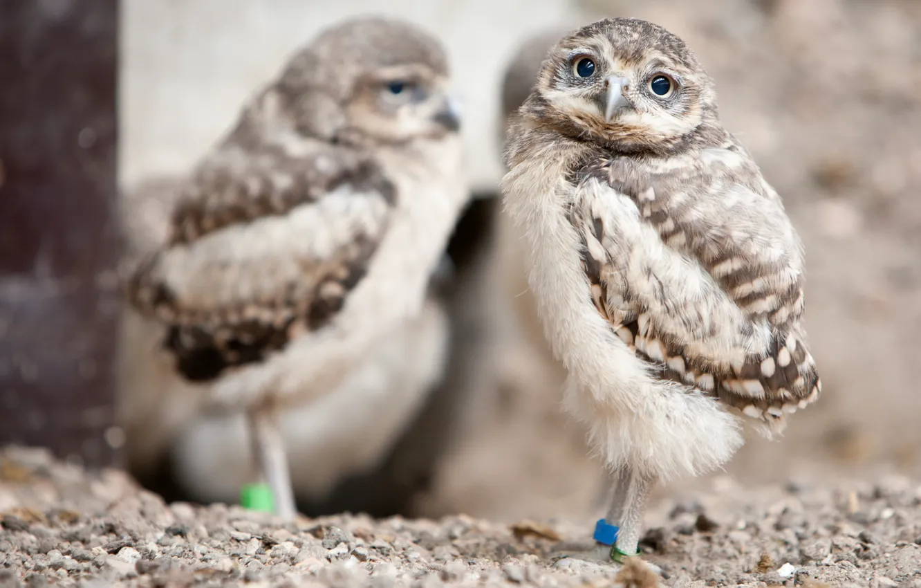 Photo wallpaper look, owl, bird