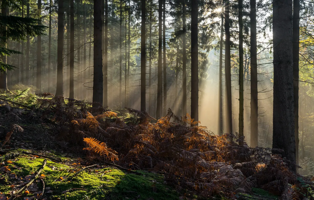 Photo wallpaper forest, summer, the sun, rays, light, trees, nature, fern