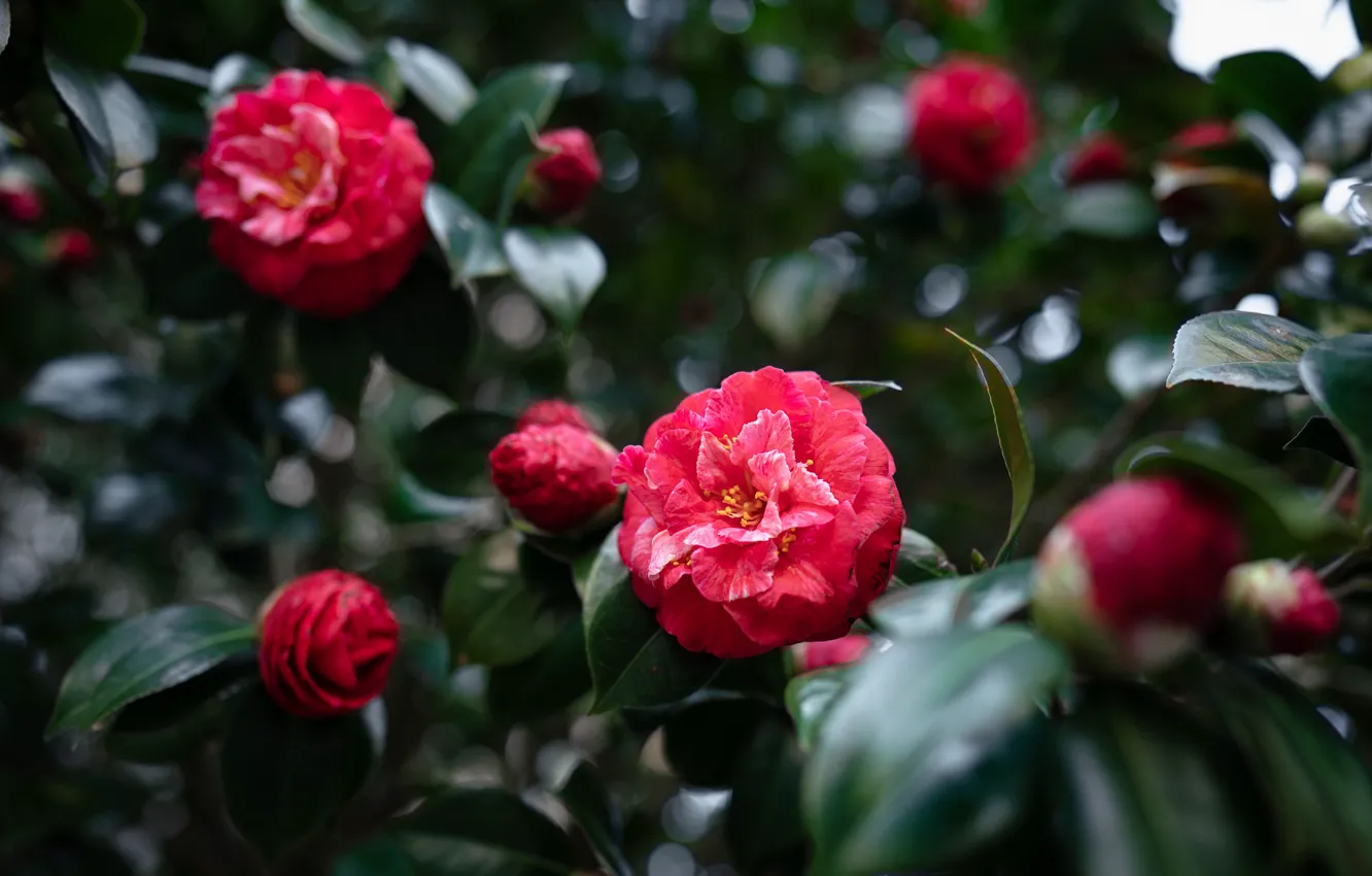Photo wallpaper leaves, flowers, red, Camellia