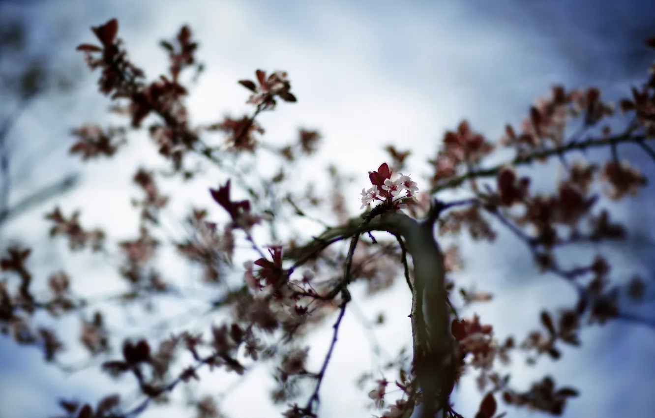 Photo wallpaper the sky, nature, tree