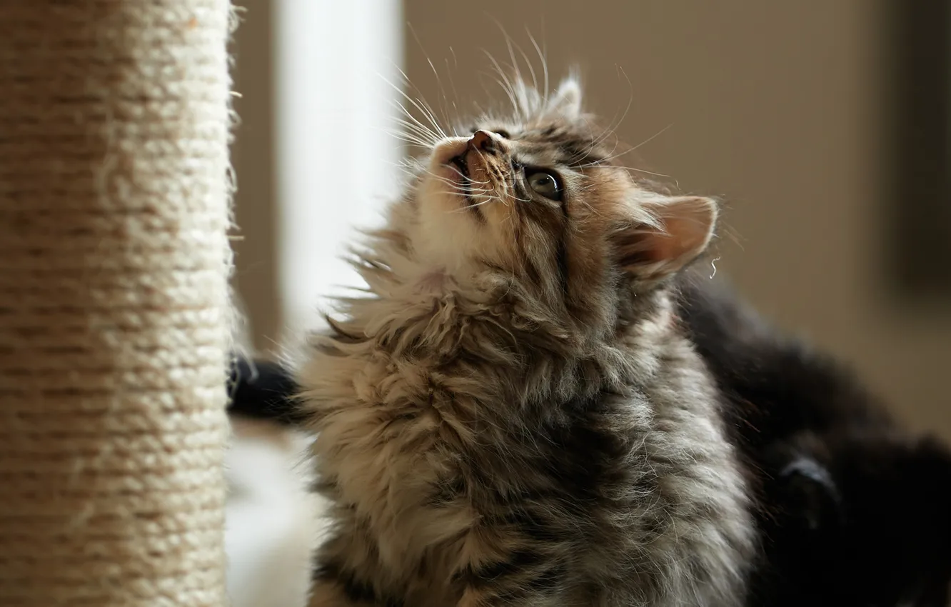 Photo wallpaper cat, kitty, fluffy, looks