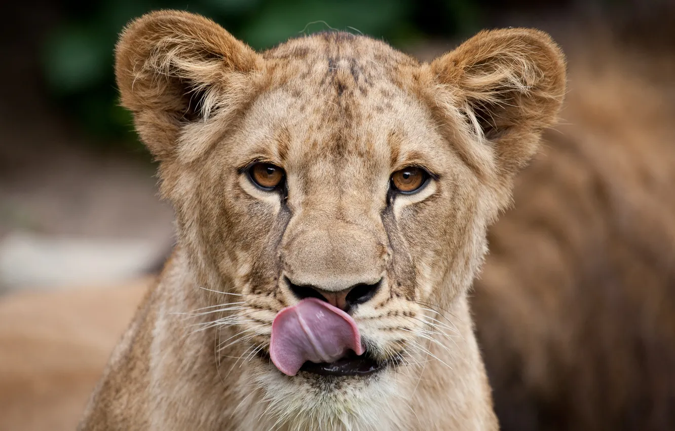 Photo wallpaper language, cat, face, Leo, lion