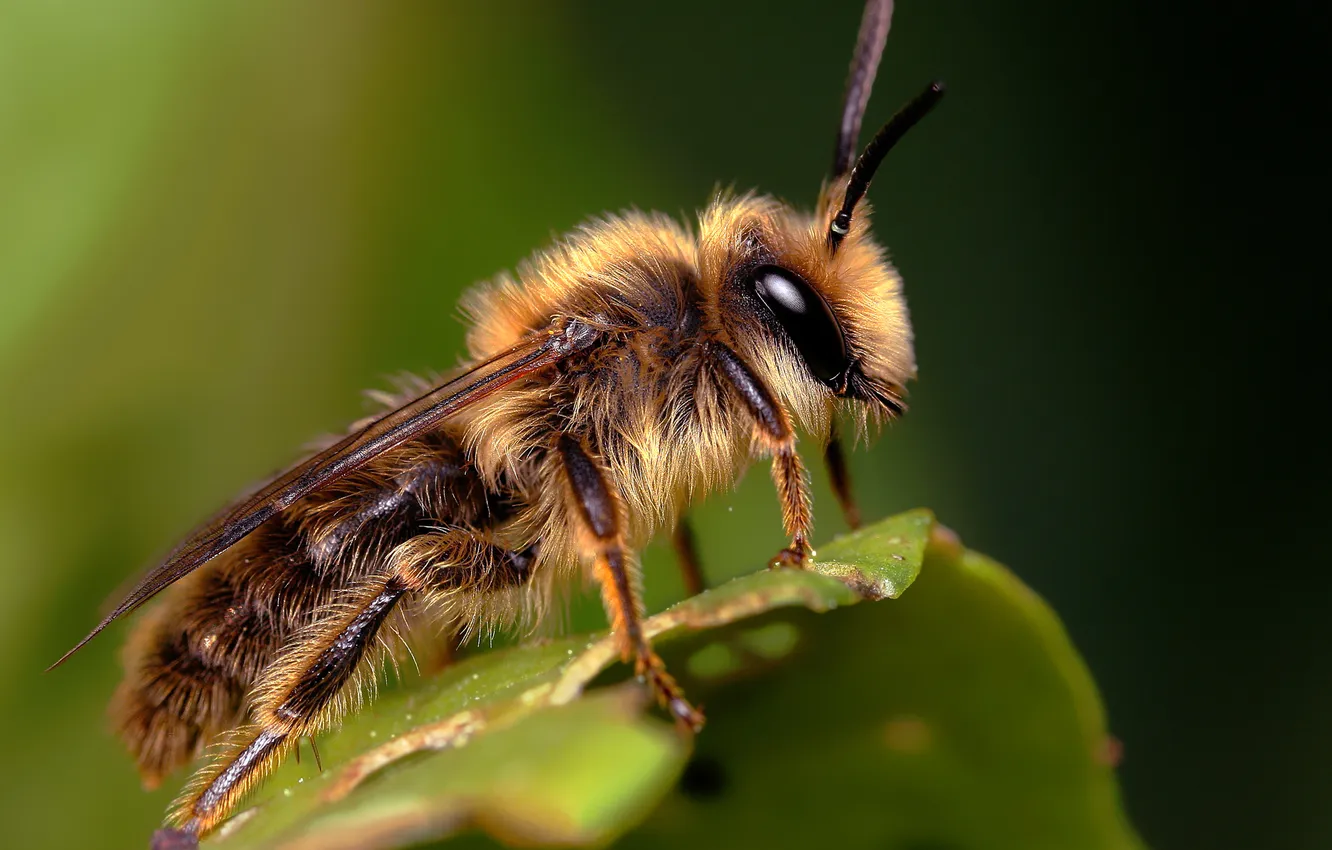Photo wallpaper leaves, macro, bee, hairy