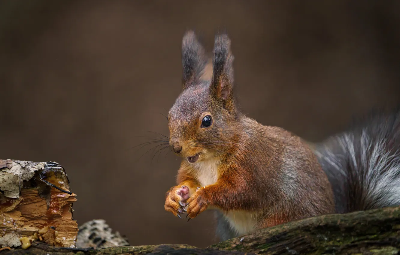Photo wallpaper background, stump, protein