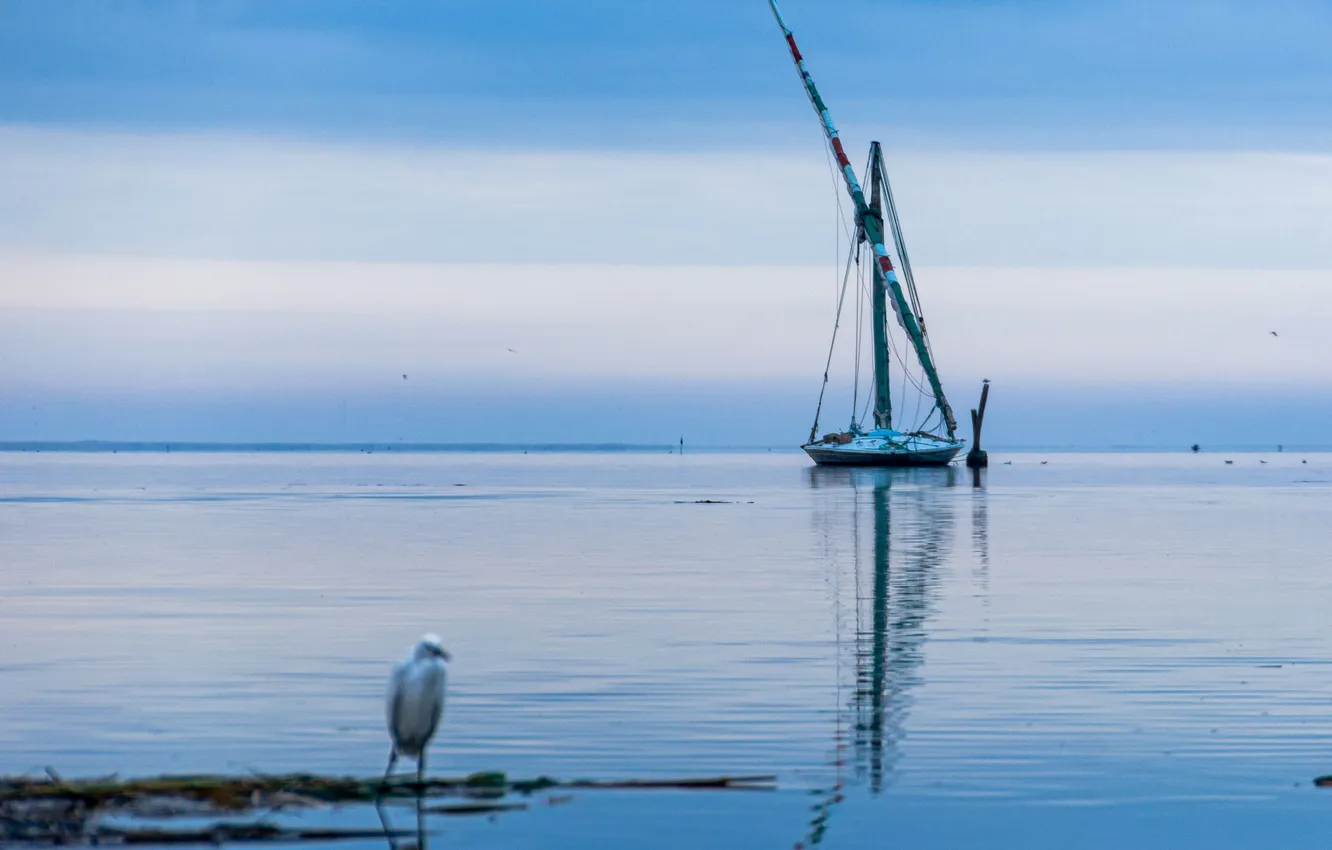 Photo wallpaper Egypt, Tarek El Magrabe, Burullus