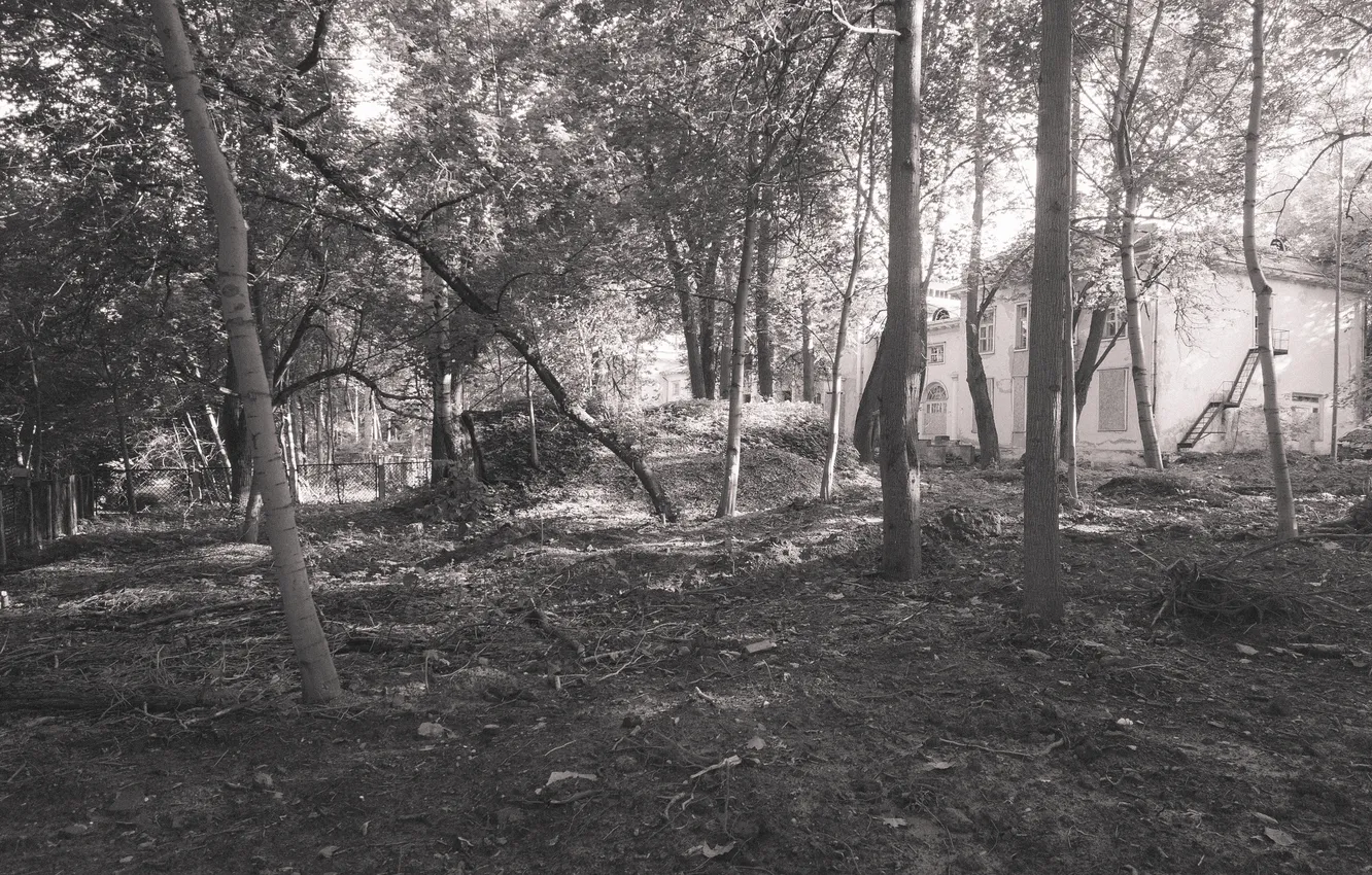 Photo wallpaper trees, house, the building, black and white, Russia, monochrome, monochrome, black and white